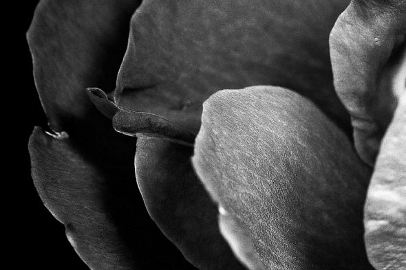 Flower Petals Flower Petals