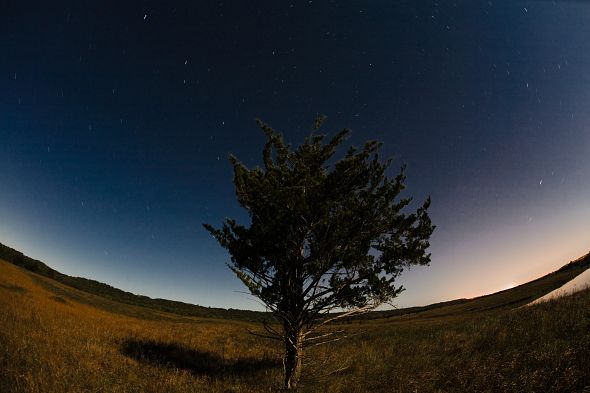 The Lonely Tree The Lonely Tree