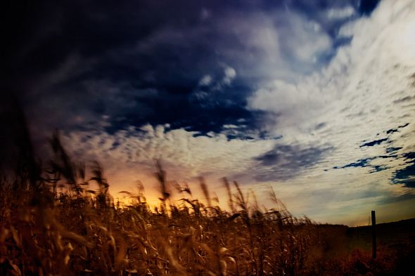 corn field at night corn field at night