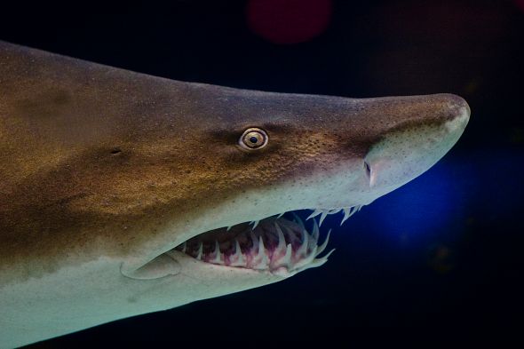 Grey nurse shark Grey nurse shark