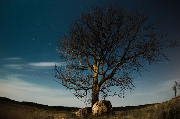 rock-tree rock-tree