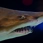 Grey nurse shark Grey nurse shark